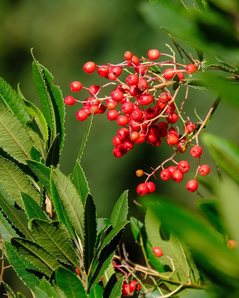 Toyon Keeps The Screen Lively Toyon Keeps The Screen Lively