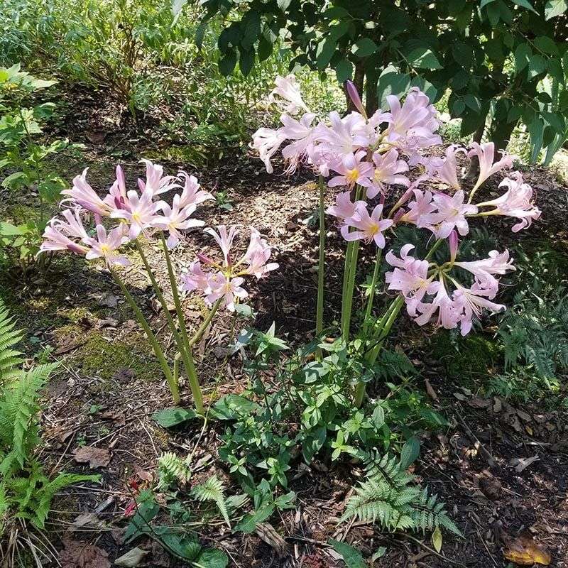 Trace The Pink Flowers Back To Old Bulbs Trace The Pink Flowers Back To Old Bulbs