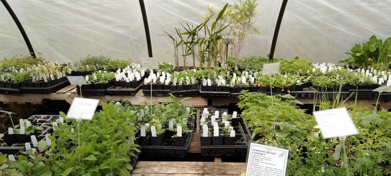 Track Down Pawpaw Starts At Companion Plants Track Down Pawpaw Starts At Companion Plants