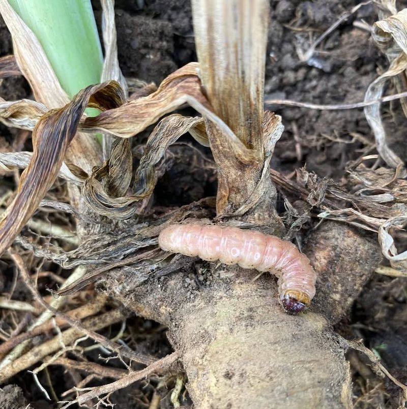 Tracking The Iris Borer Life Cycle Season By Season