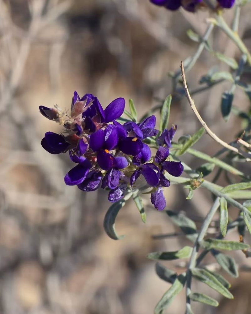 Trailing Indigo Bush Covers Without Drama Trailing Indigo Bush Covers Without Drama