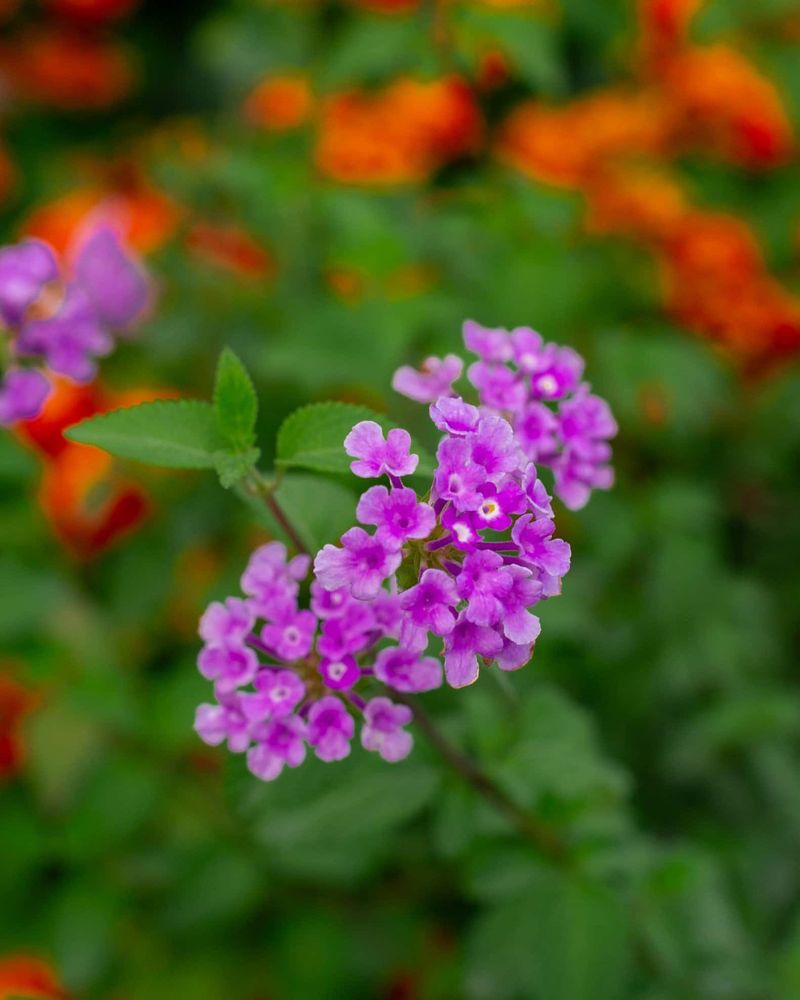 Trailing Lantana Quickly Fills Bare Soil