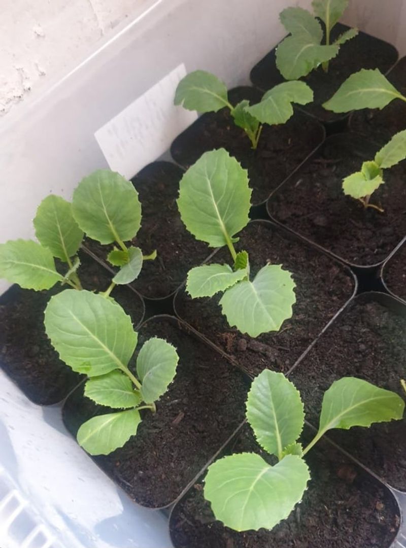Transplant Near Sunset