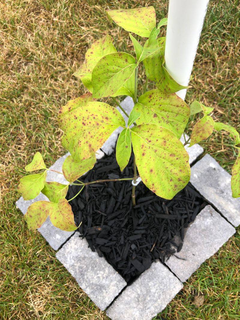 Transplant Shock Is Catching Up