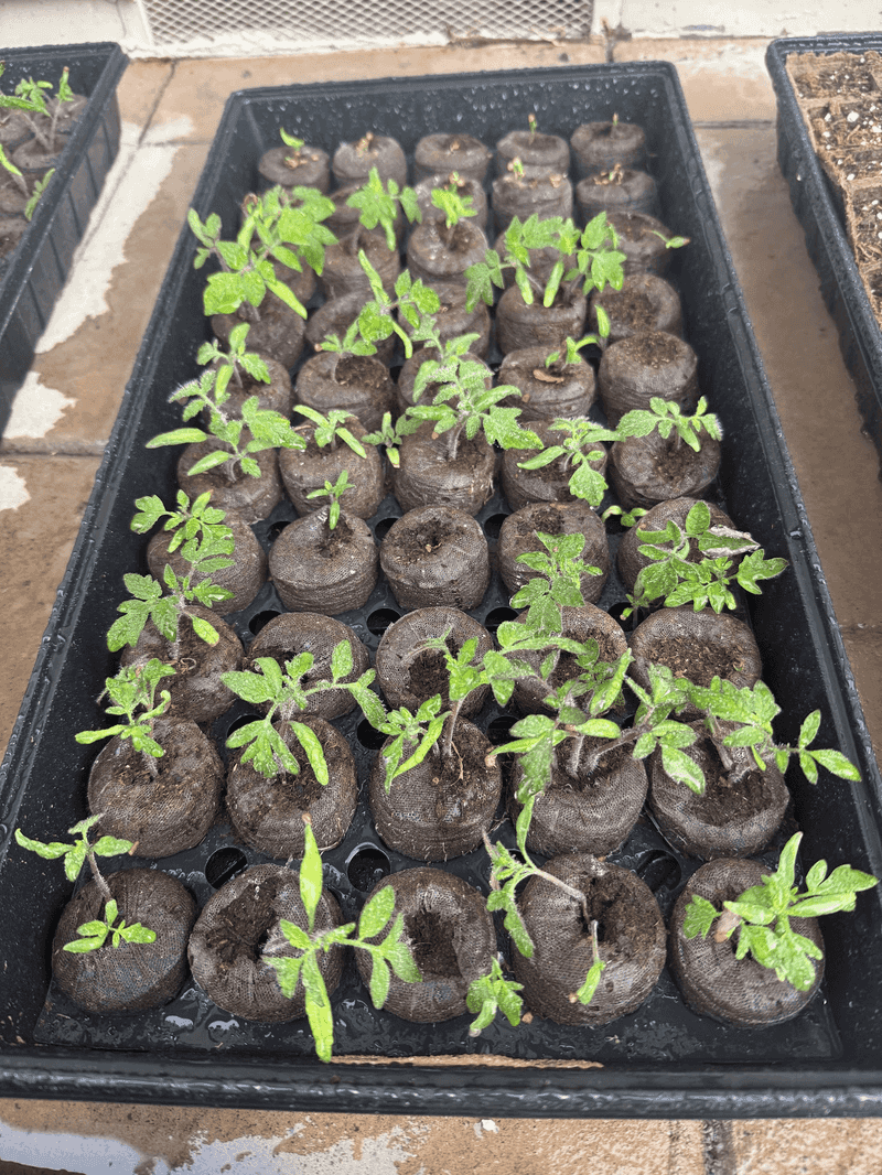 Transplanting Late Tomatoes, Peppers, And Eggplants Transplanting Late Tomatoes, Peppers, And Eggplants