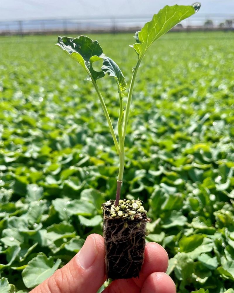 Transplants Avoid Difficult Summer Germination Transplants Avoid Difficult Summer Germination