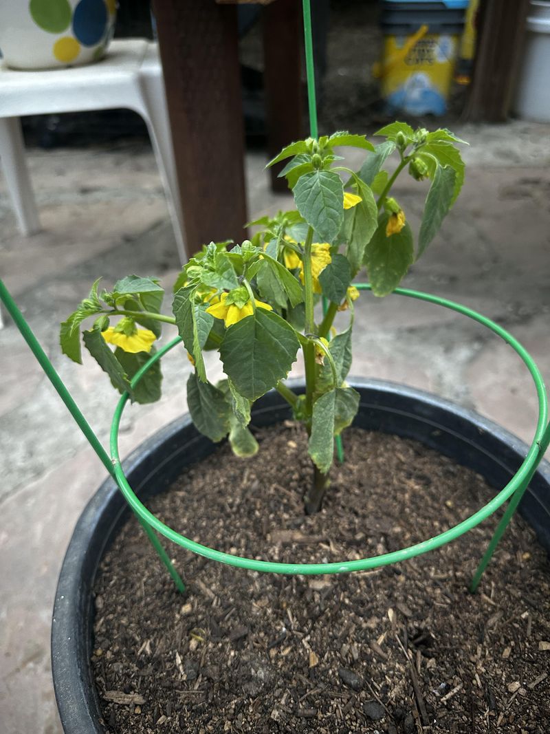 Transplants Need A Gentle Landing