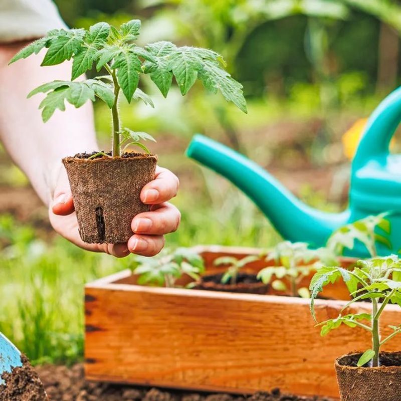 Transplants Save Weeks Compared With Directly Sowing Seeds