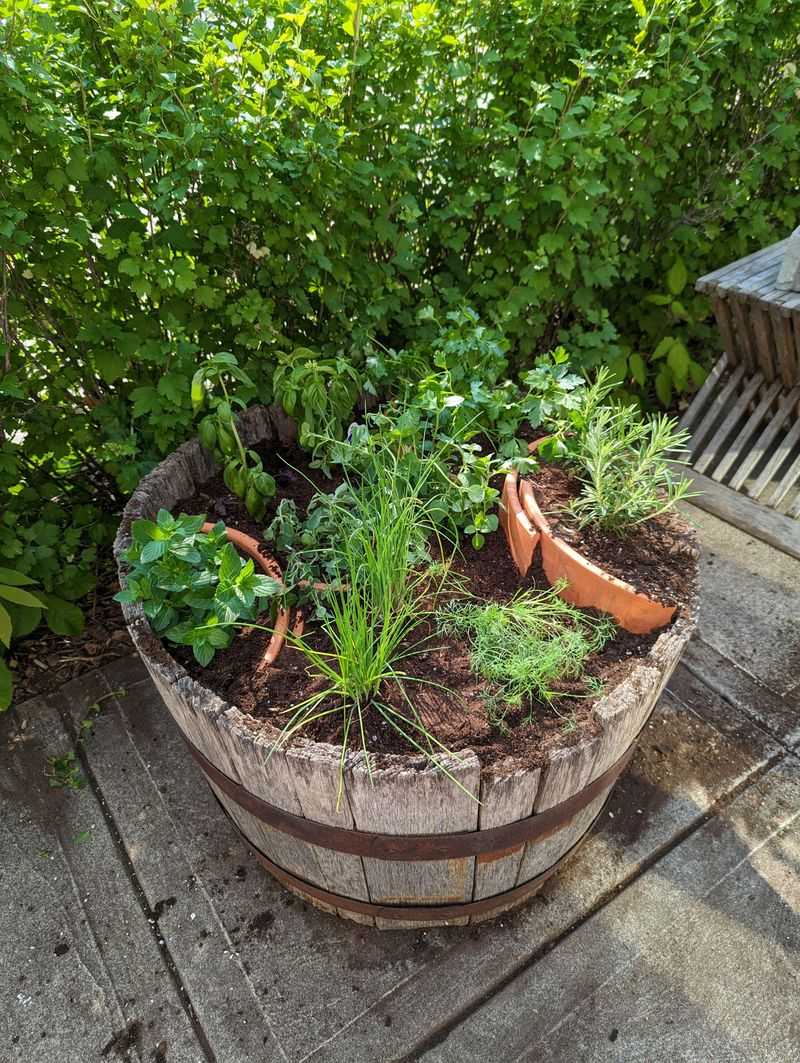 Trapped Moisture Turns Barrel Planters Into Rot Traps Trapped Moisture Turns Barrel Planters Into Rot Traps