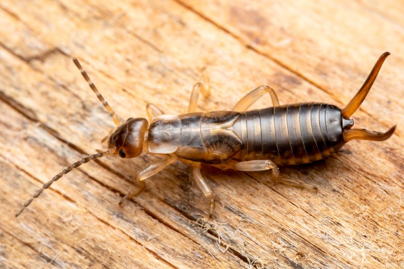 Trapping And Habitat Changes That Actually Work