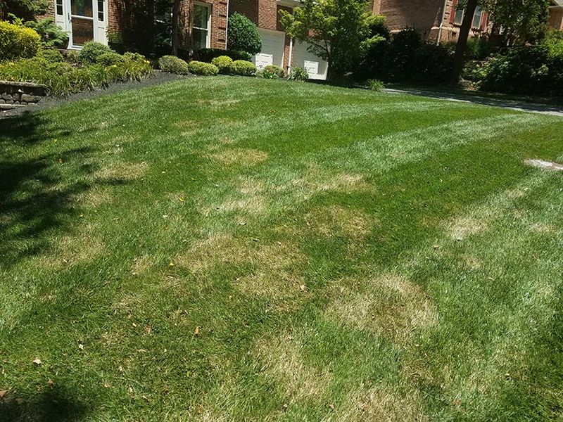 Treat Brown Patches Before They Spread Treat Brown Patches Before They Spread