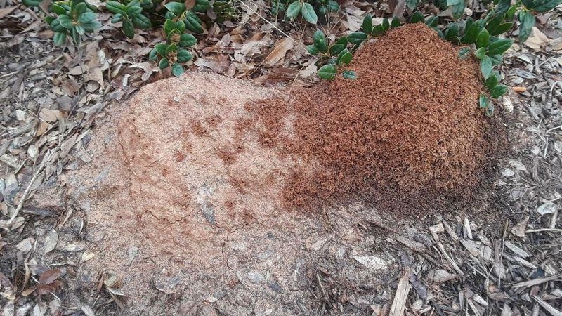 Treat Calm Mounds Before You Stir Them Up