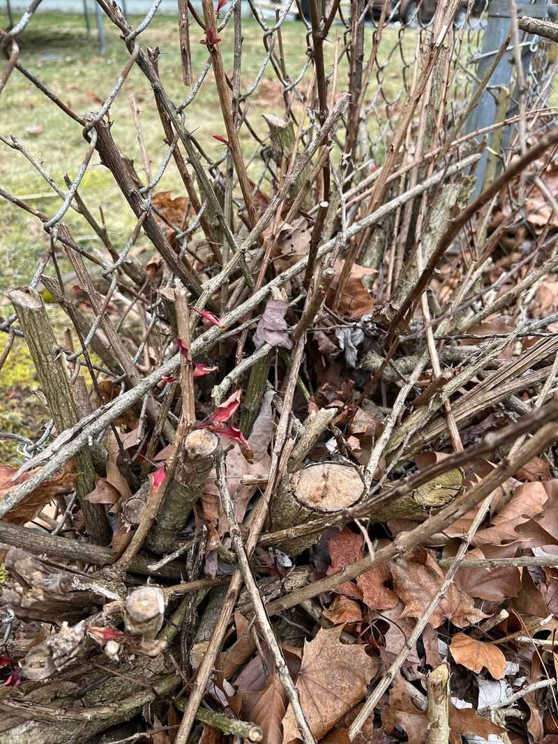 Treat Common Barberry As A Bad Bargain