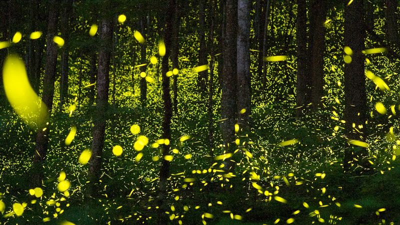 Treat Late July Glow As Mating Season Magic Treat Late July Glow As Mating Season Magic
