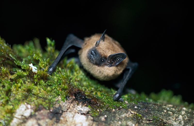 Treat Low Flying Bats As A Nightly Bug Hunt Treat Low Flying Bats As A Nightly Bug Hunt