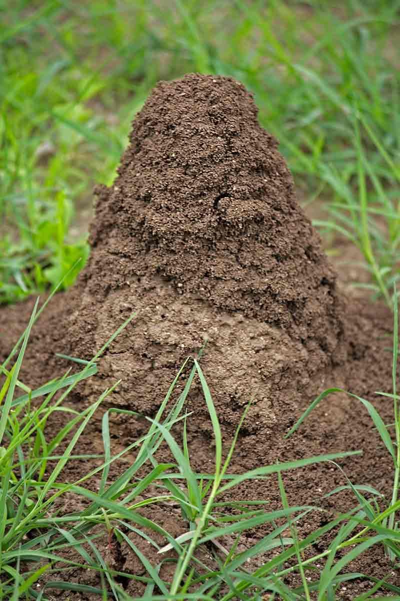 Treat Mounds Directly When They Appear In Beds Treat Mounds Directly When They Appear In Beds