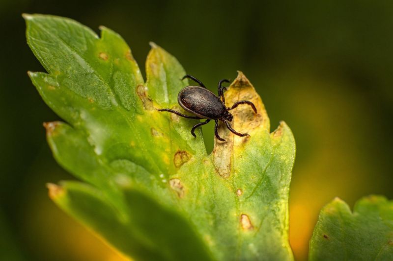 Treat Wooded Borders As Tick Territory Too