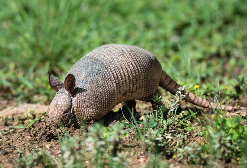 Treating The Lawn With Insecticide May Not Stop The Digging