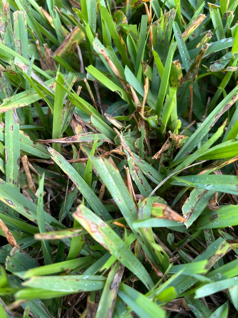 Treatment Options For Established Gray Spot Infections