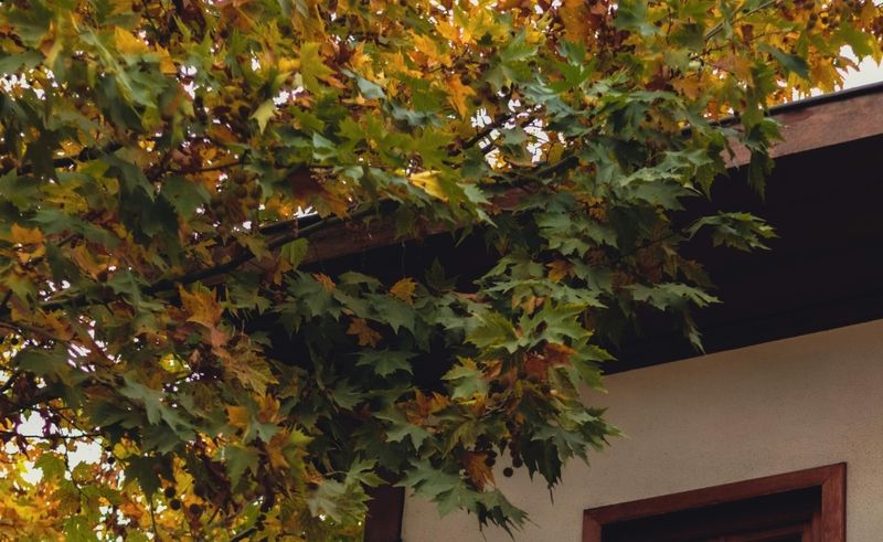 Tree Branches Or Fences Touching The Roofline