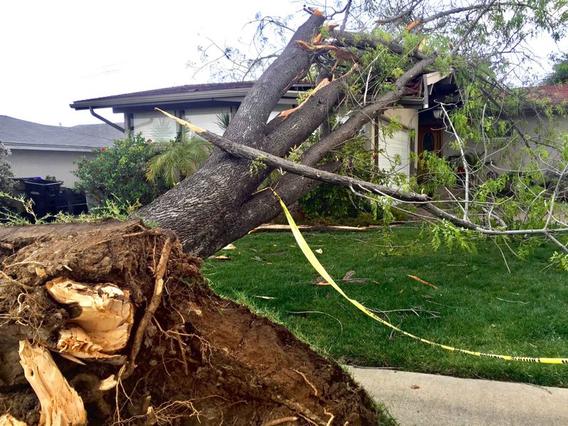 Tree-Fall Liability Turns on Foreseeability Tree-Fall Liability Turns on Foreseeability