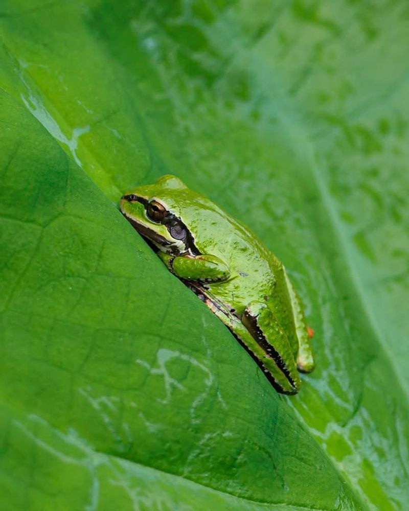 Tree Frogs Mean Your Garden Has Moist Shelter Tree Frogs Mean Your Garden Has Moist Shelter