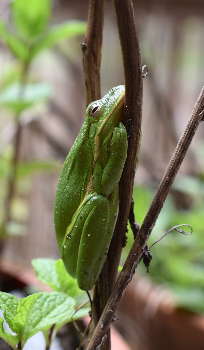 Tree Frogs Often Mean Your Yard Supports Wildlife