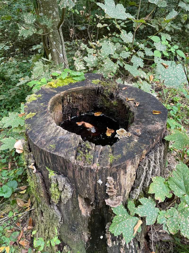 Tree Holes And Hollow Stumps