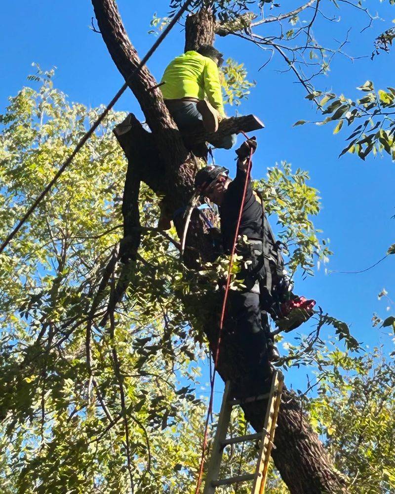 Tree Limbs Can Create Fire Ladders