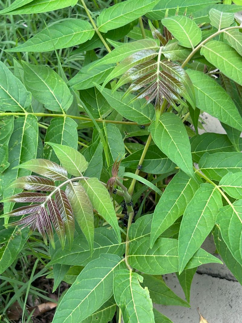 Tree Of Heaven Tree Of Heaven