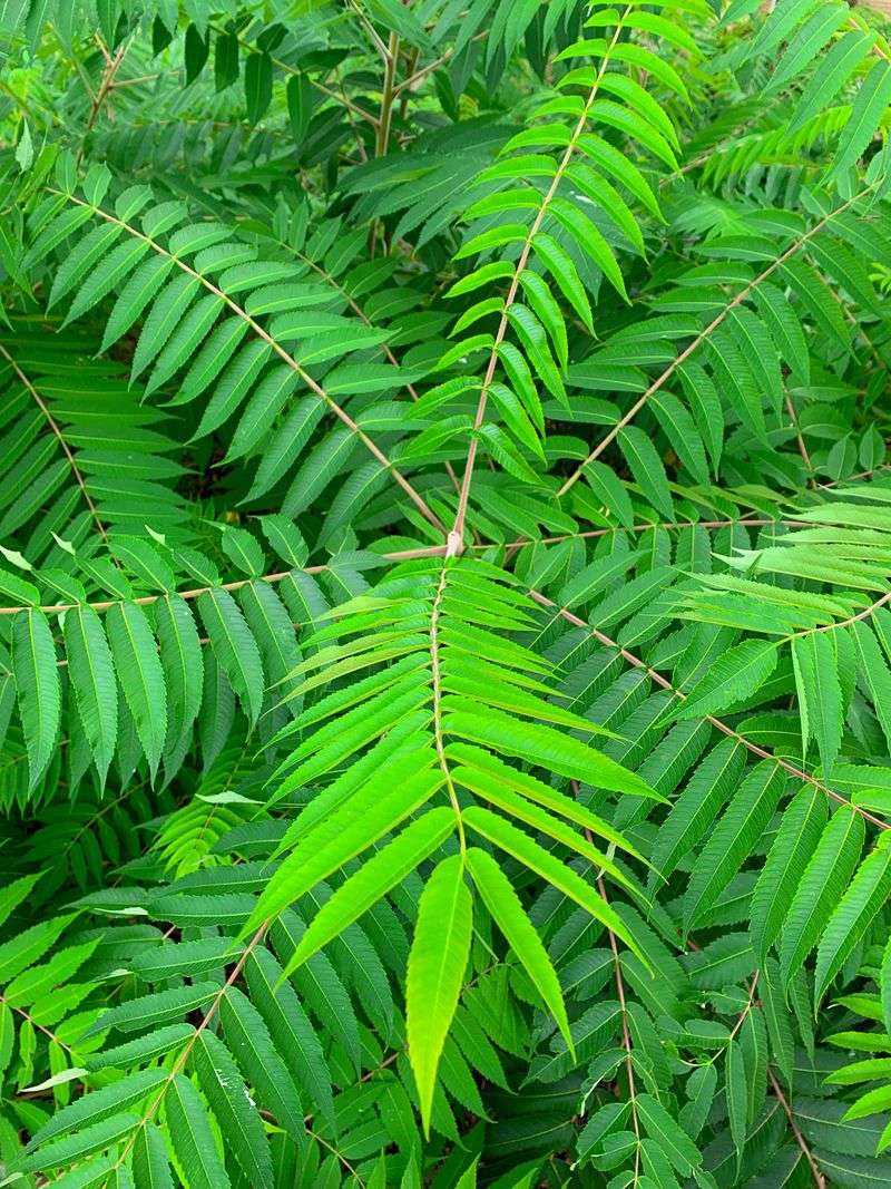 Tree Of Heaven As The Preferred Host Plant To Watch
