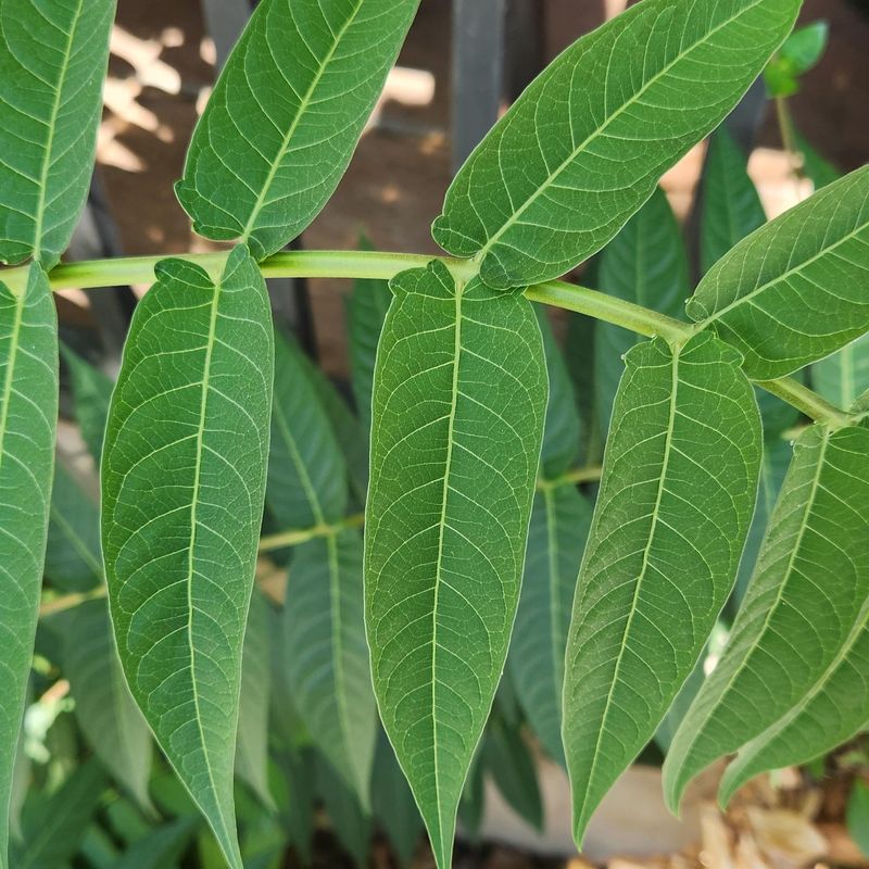 Tree-Of-Heaven Brings Big Red Flags