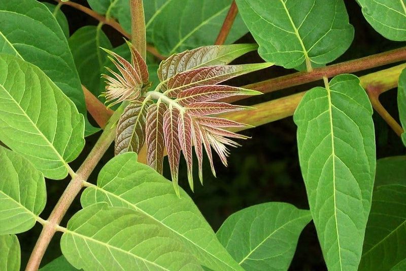 Tree-Of-Heaven Is A Preferred Host Tree-Of-Heaven Is A Preferred Host