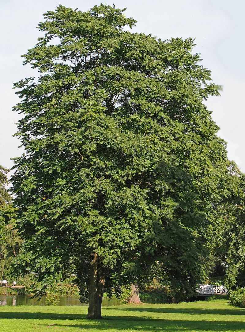 Tree Of Heaven Is A Preferred Invasive Host Tree Of Heaven Is A Preferred Invasive Host