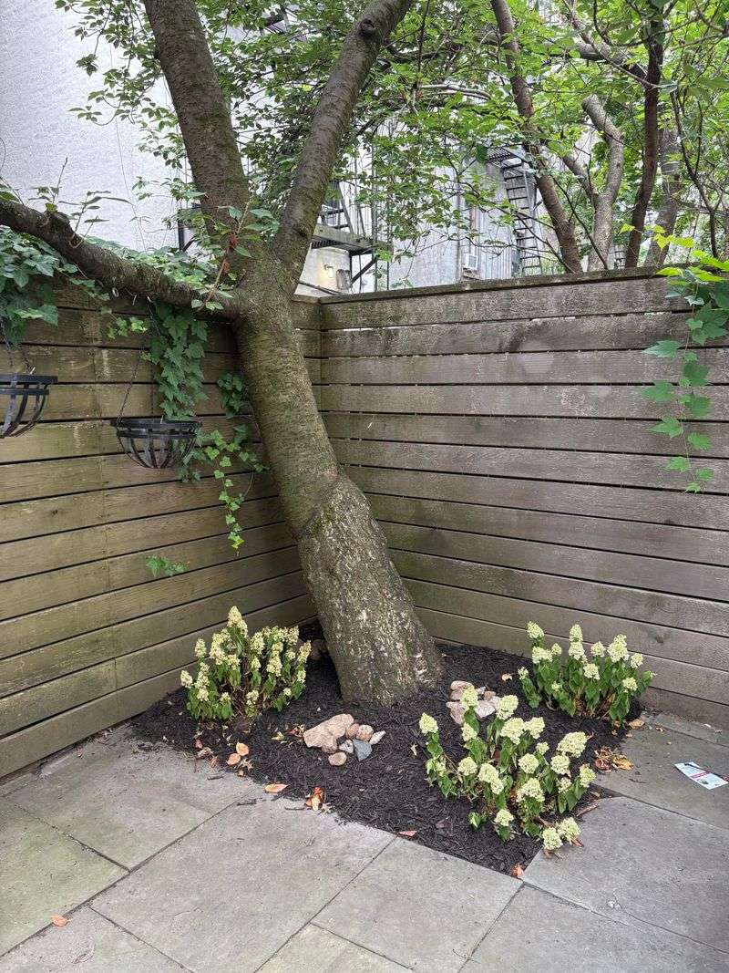 Tree Roots Can Starve One Half Tree Roots Can Starve One Half