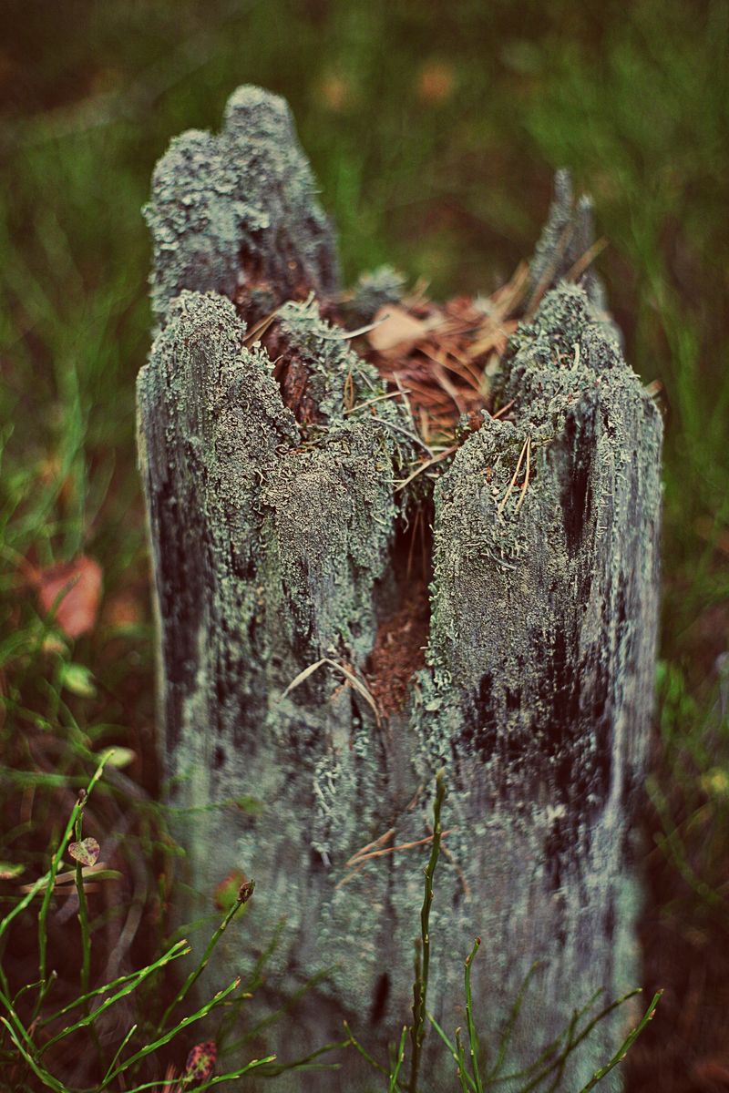 Tree Stumps And Hollow Tree Bases