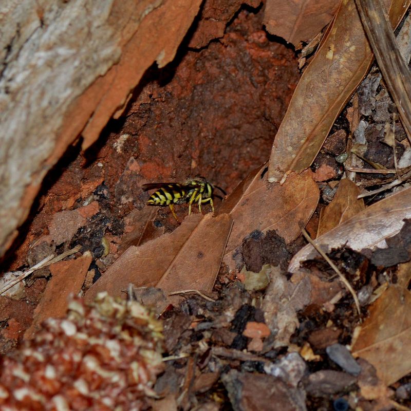 Tree Stumps And Slopes Can Shelter Colonies Tree Stumps And Slopes Can Shelter Colonies