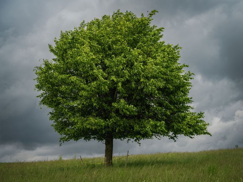 Tree Was Healthy And Strong Before The Storm Tree Was Healthy And Strong Before The Storm