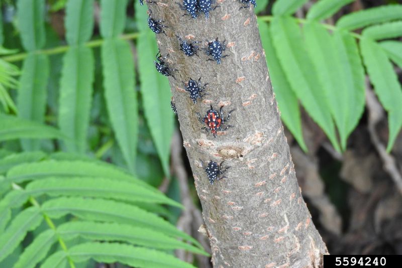 Tree-of-Heaven Is One Preferred Host, Not the Cause of Every Infestation