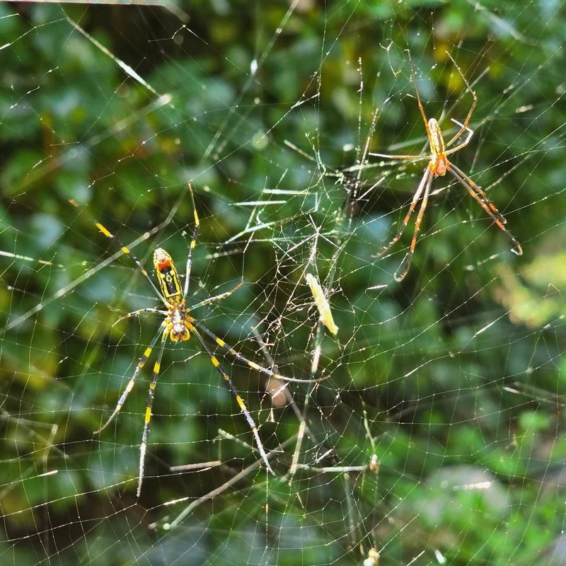 Trees And Shrubs Hold Their Expanding Webs