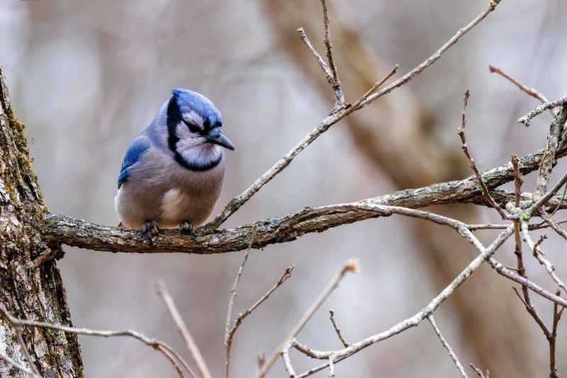 Trees And Shrubs May Provide Safe Perches