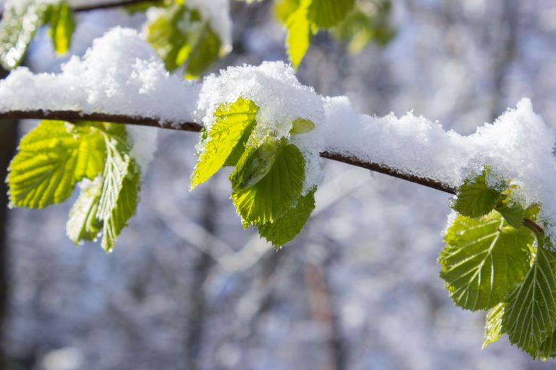 Trees And Shrubs Risk Tender New Growth Freezing