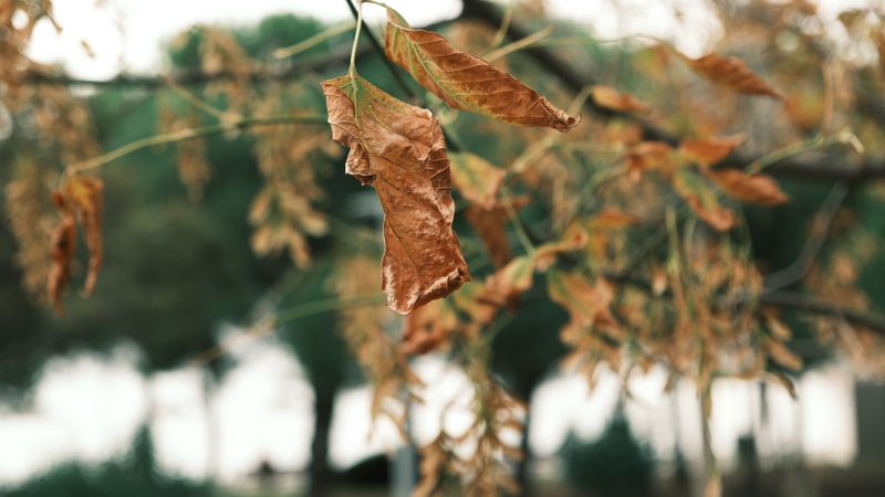 Trees And Shrubs Show Signs Of Deep Drought Stress Trees And Shrubs Show Signs Of Deep Drought Stress