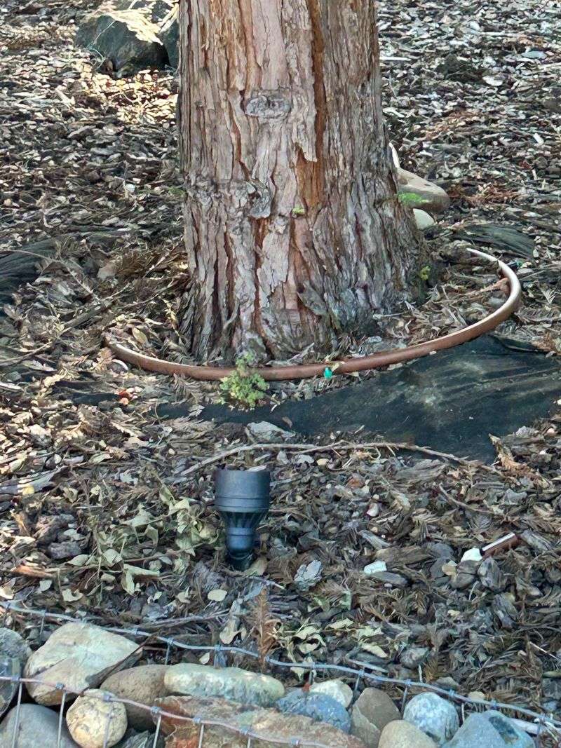 Trees Need Slow Water, Not A Quick Splash Trees Need Slow Water, Not A Quick Splash