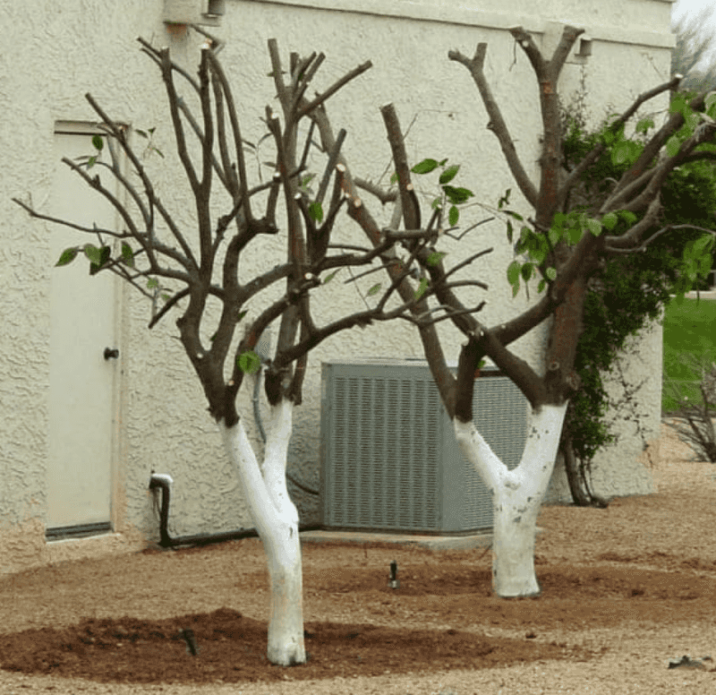 Trees Store Less Energy After Heavy Pruning Trees Store Less Energy After Heavy Pruning