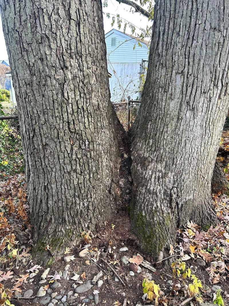 Trees With Co-Dominant Trunks