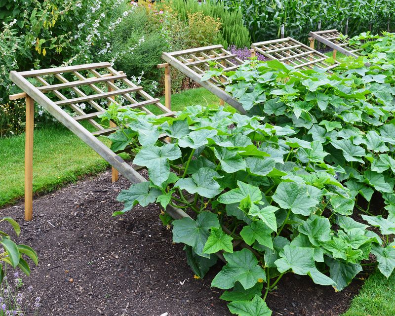 Trellising Makes Scouting Much Easier