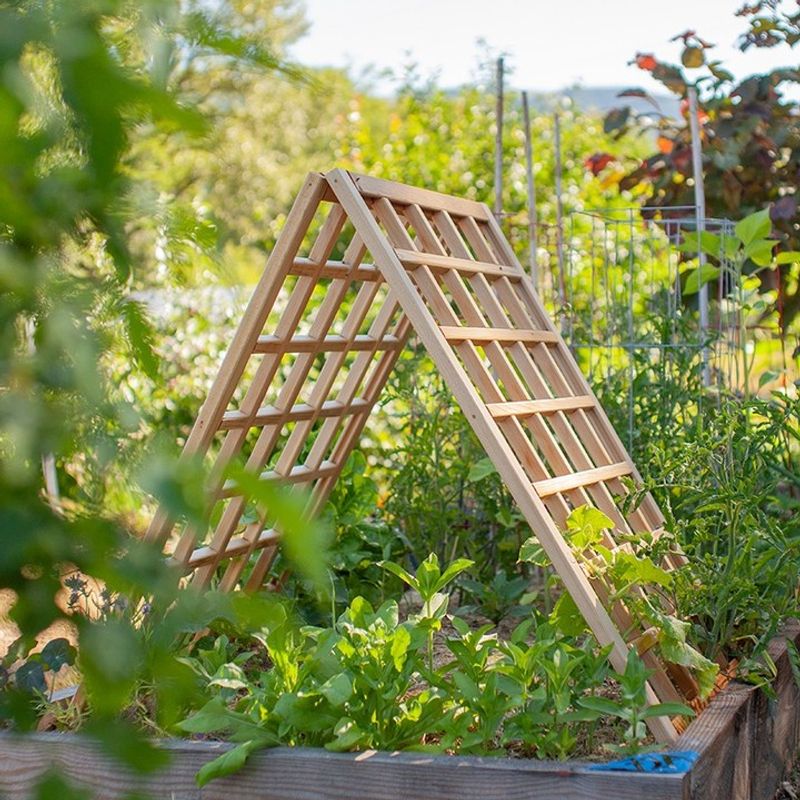 Trellising Needs Strong Support Before Plants Get Heavy