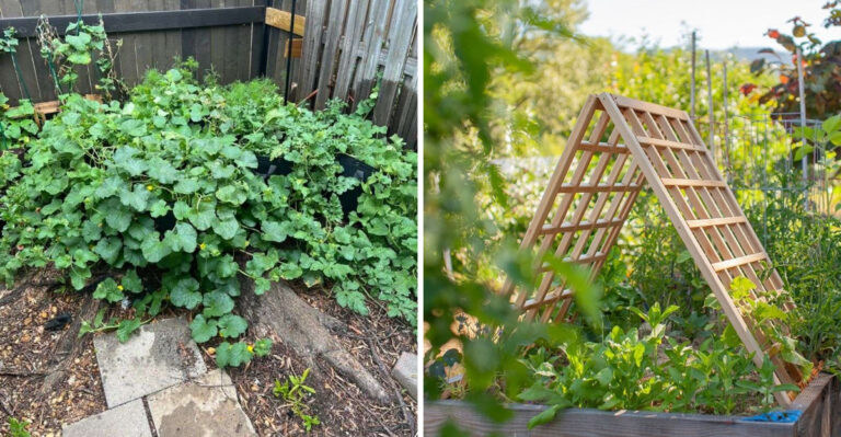 Trellising Vs Letting Vines Sprawl In North Carolina Vegetable Beds And Which Gives Fewer Pest Problems