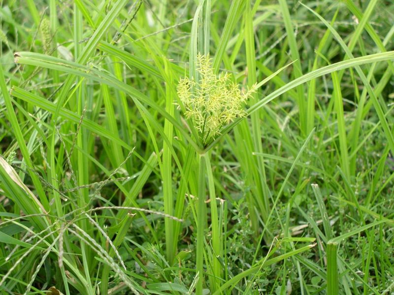 Triangular Stems Make It Easy To Identify Triangular Stems Make It Easy To Identify